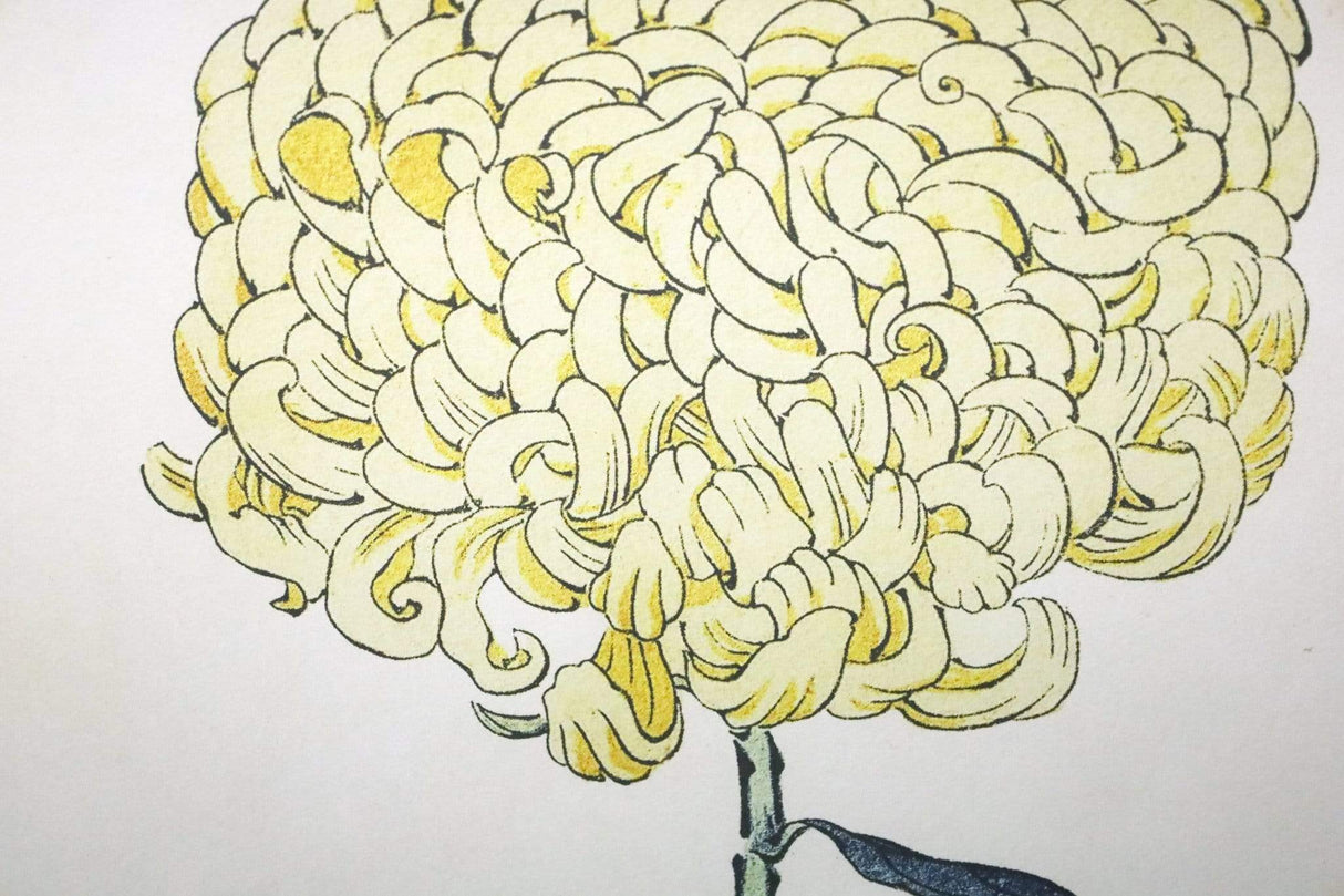 Chrysanthemum Framed Prints