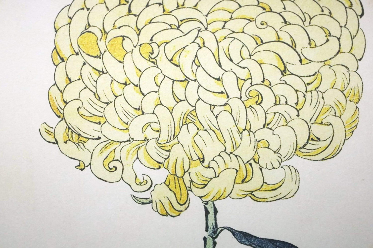 Chrysanthemum Framed Prints