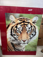 XL Tiger Print XL Tiger Print