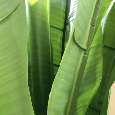 Banana Tree W/Pot