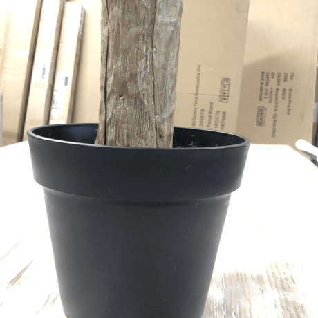 Banana Tree W/Pot